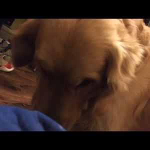 Meet your Posher, Samuel